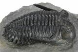 Very Nice Hollardops Trilobite - Orange Eye Preservation #245921-1